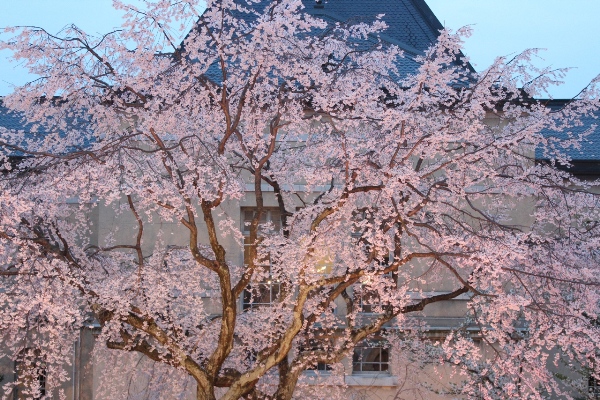 1959-12.4.10北側真ん中から　祇園枝垂れ桜上部アップ.jpg